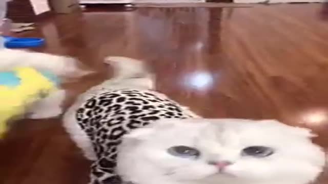 #Funniest Animals Real 😹 - Best Of The 2021 #Funny Animals