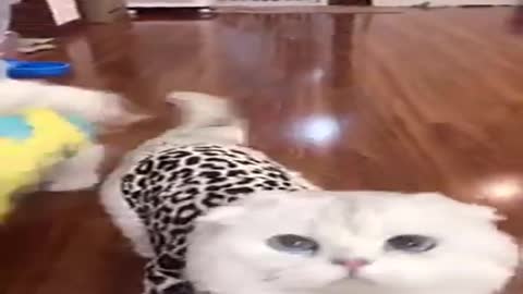 #Funniest Animals Real 😹 - Best Of The 2021 #Funny Animals