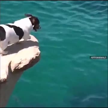 An action packed dogs video compilation.