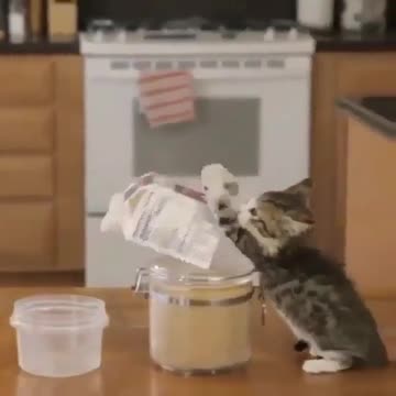 Smart kitten When you leave them alone in the kitchen