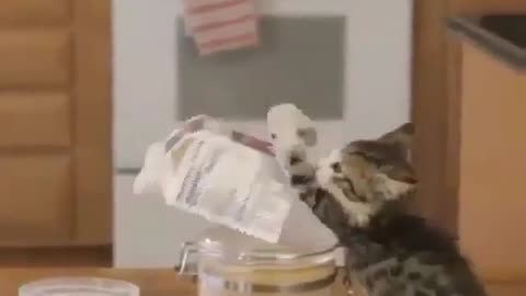 Smart kitten When you leave them alone in the kitchen