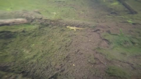 Underwater Newt
