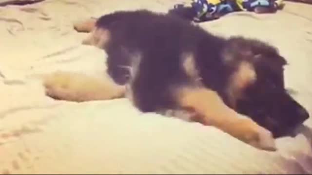 The little wolf dog who covers his eyes and wants to lie on the bed