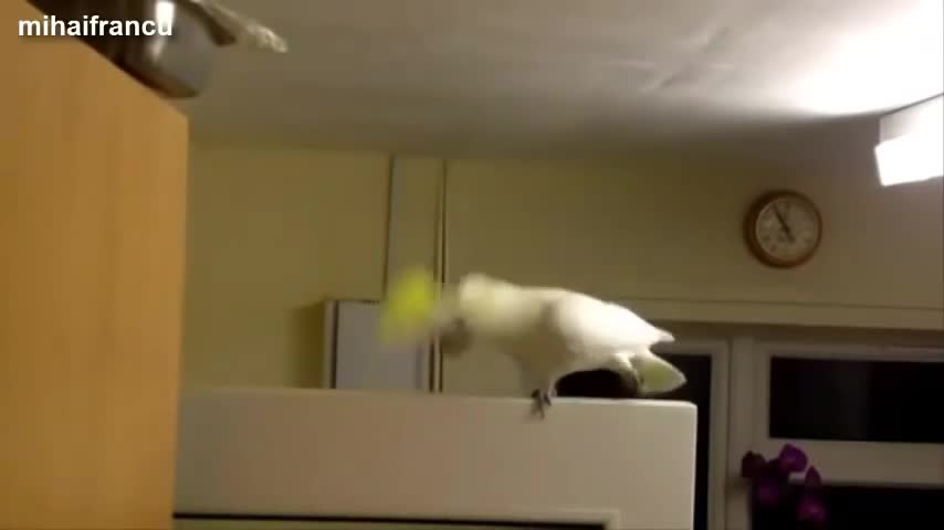 funny parrot dancing will absolutely make you lough