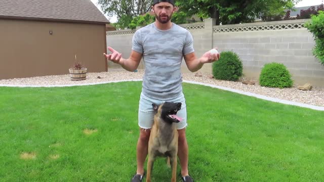 TEACH YOUR DOG TO WALK BETWEEN YOUR LEGS! Belgian Malinois