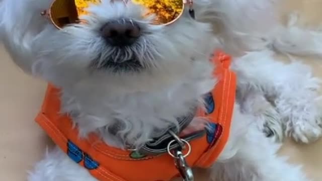 super cool dog | cute puppy videos 2021