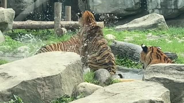 The tiger