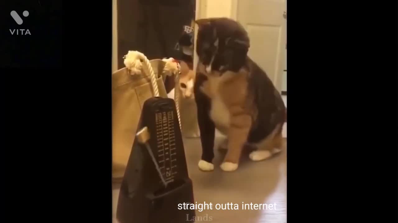 Funniest Cats And Dogs Videos - Best Funny Animal Videos 2022 😇