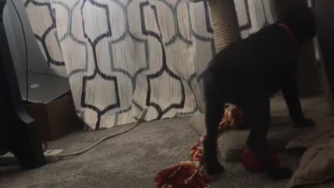 Cat tries to scratch black dog