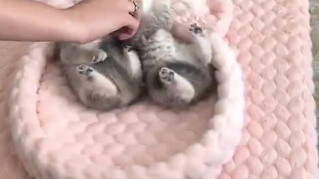 Cats and Dogs