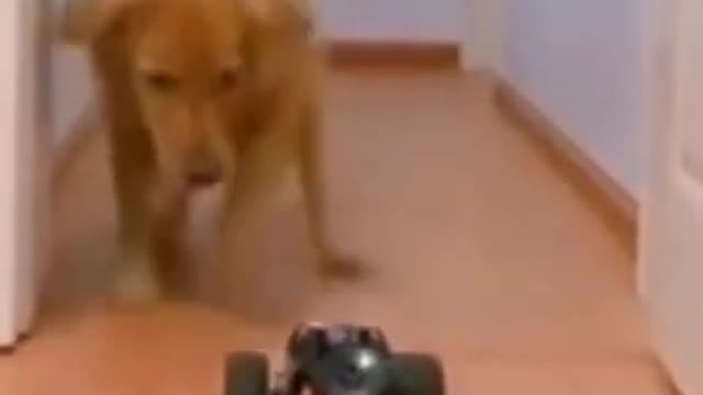 funny cats and dogs