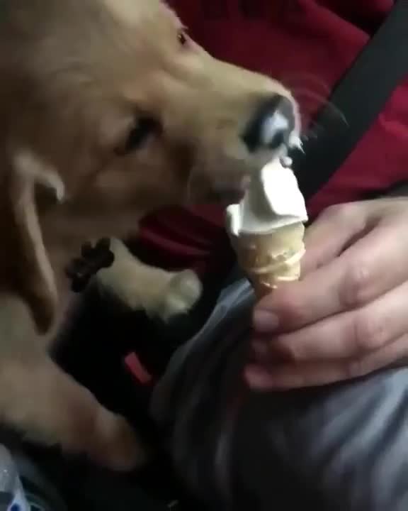 Funny dogs videoss 2021