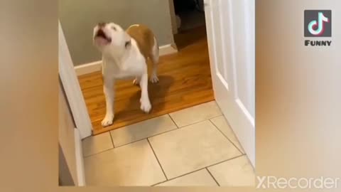 🤣🤣🤣The funniest 2021 funny pets clip😂😂