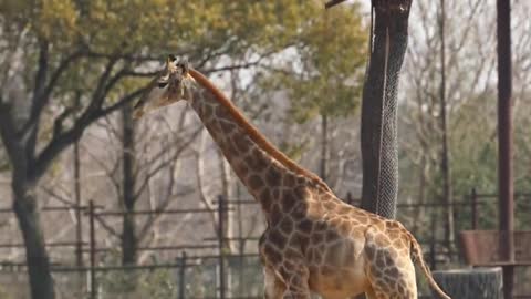 Tall giraffe