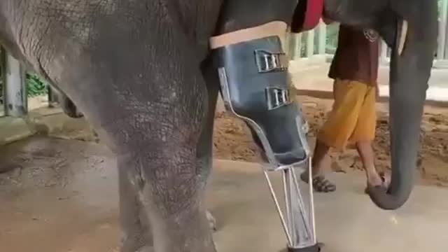 Beautiful prosthetics for animals