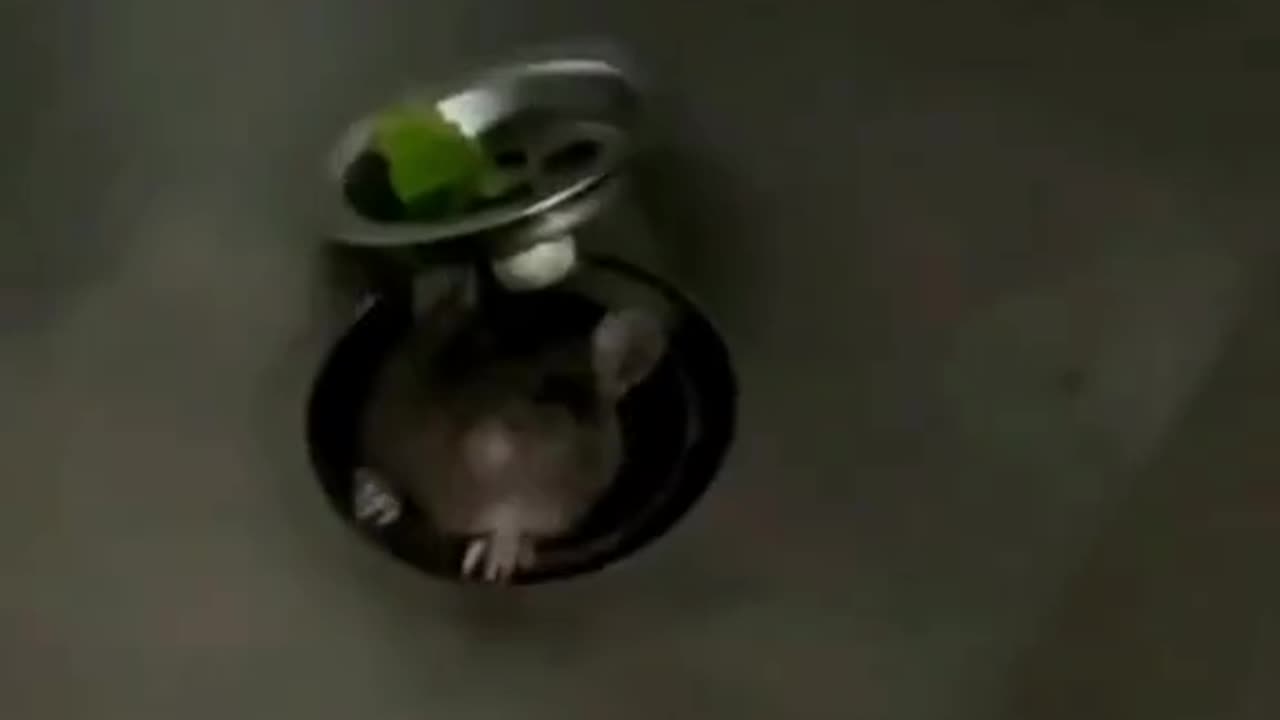 Mouse come out from sink