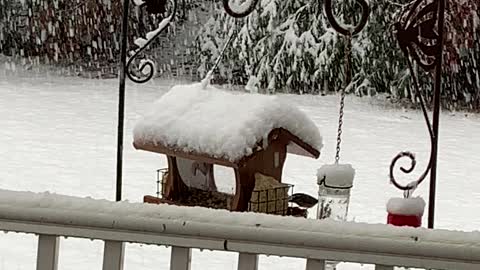 Love Bird Feeding