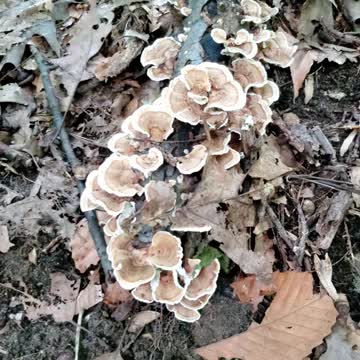 Mushroom Hunting Identification