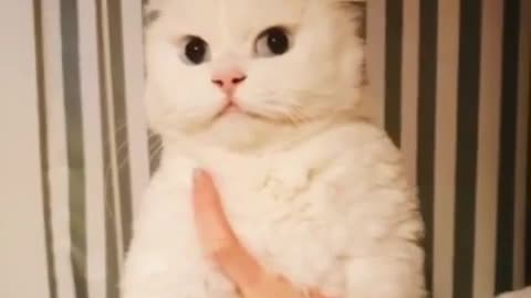 Cat's charming wink