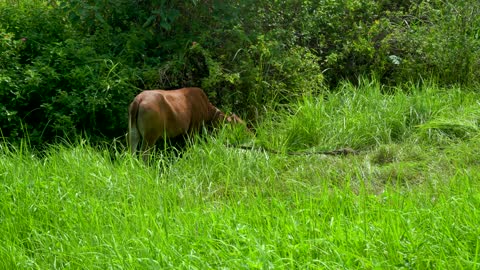 The yellow cattle