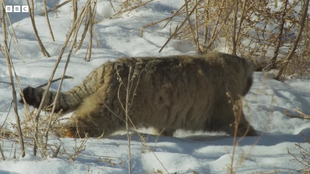 World’s Grumpiest Cat | Frozen Planet II | BBC Earth