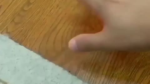 Funny dog prank videos