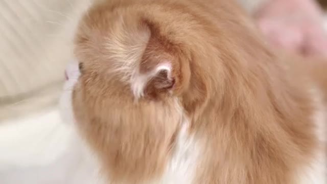 Top Funny and Cute Cat videos !😹 #shorts #funnyanimals