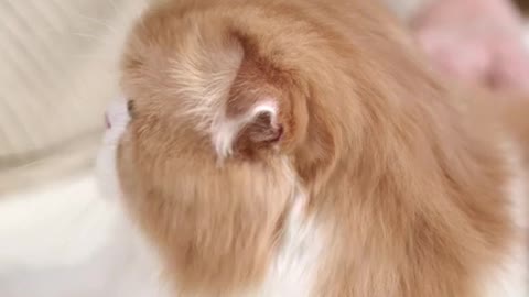 Top Funny and Cute Cat videos !😹 #shorts #funnyanimals