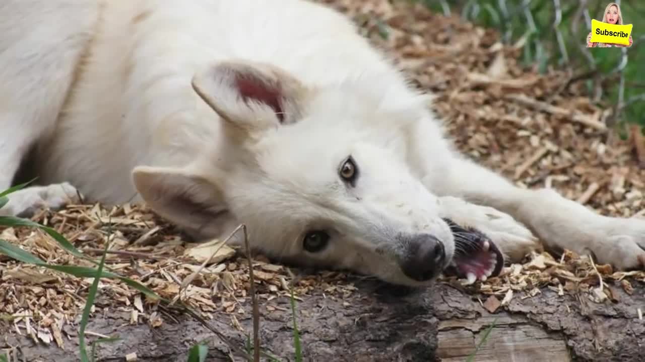 Dog videos 😮 Woman Bought This Cute Puppy ViaA Newspaper AdBut Soon Realized She’dMade ABig Mistake