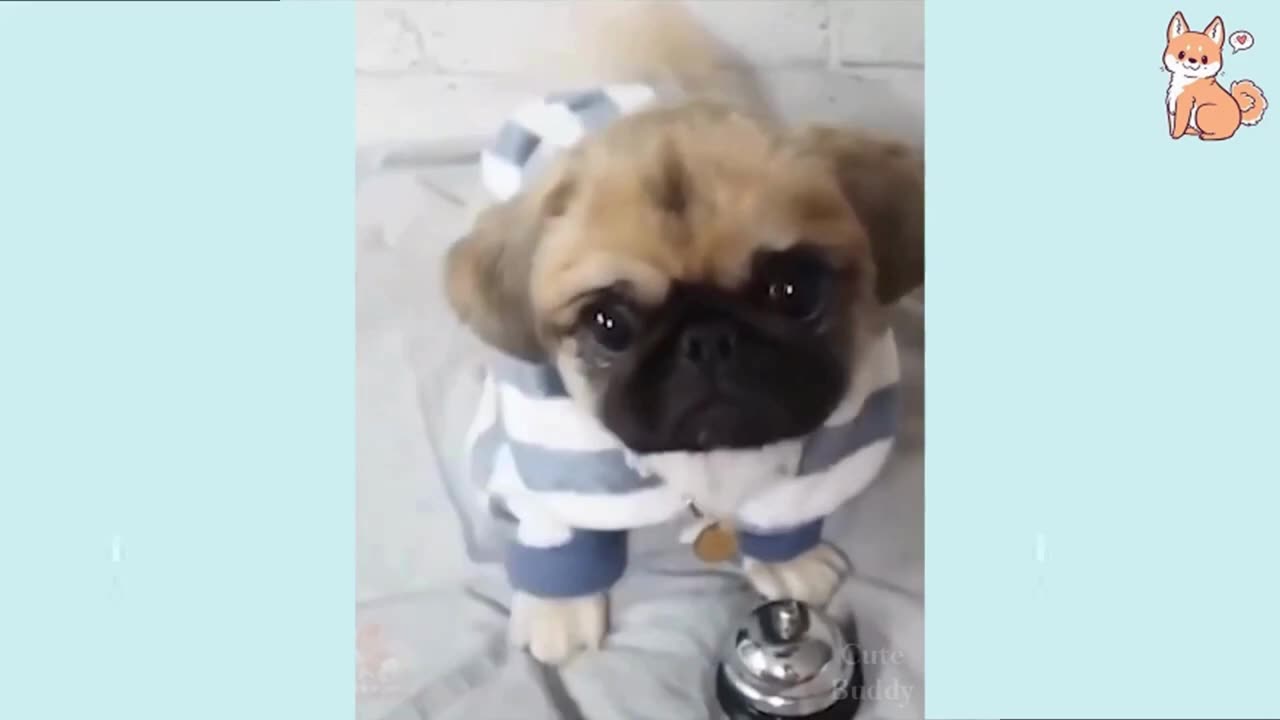 Funny Animal Videos 09