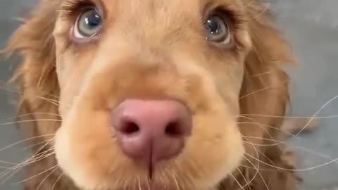 Such beautiful eyes and pup 🥰🥰🥰