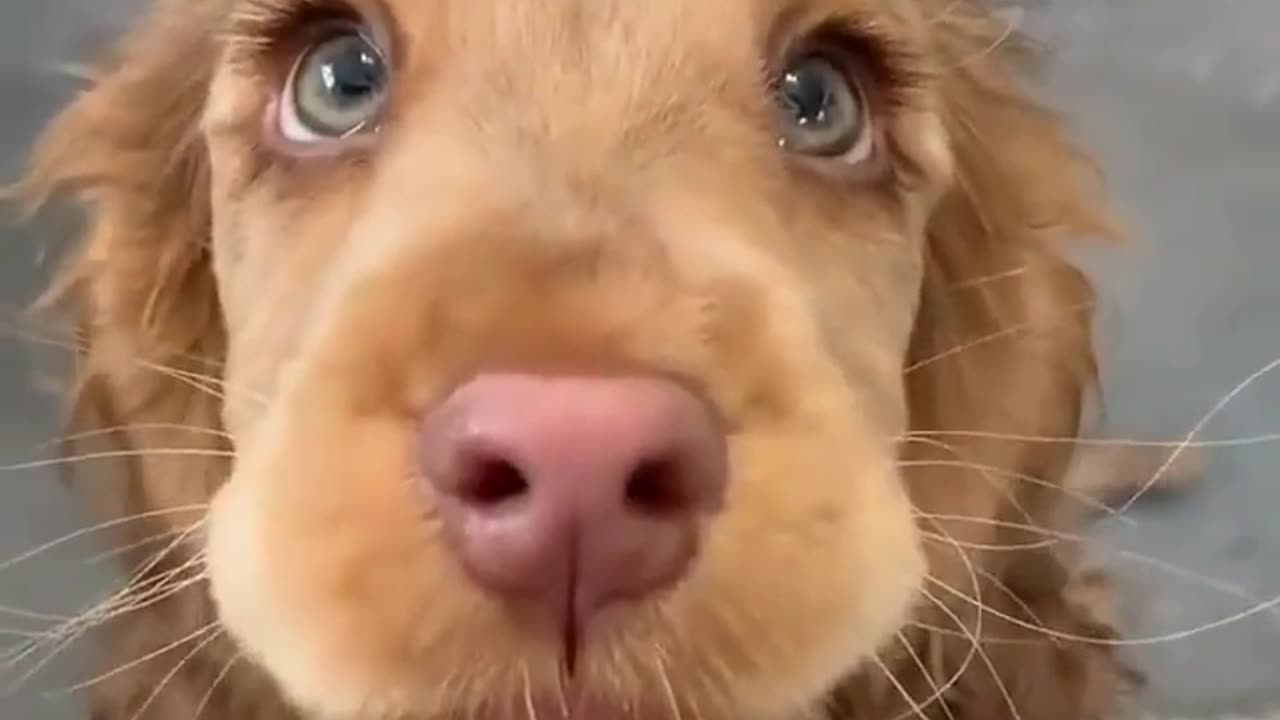 Such beautiful eyes and pup 🥰🥰🥰
