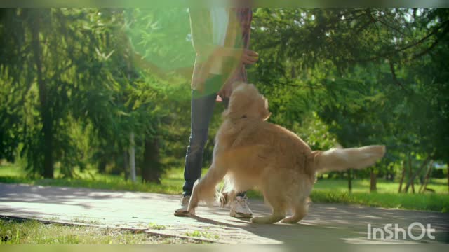 A boy is playing with his dog