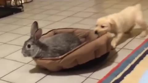 Aww i like the way how bunnys eat there food its so adorable😻