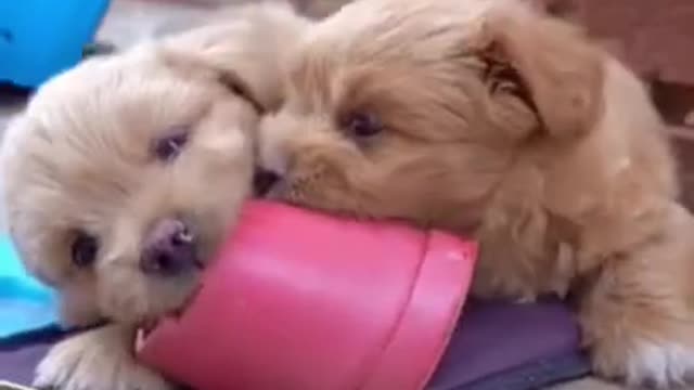 Cute dogs playing
