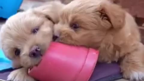 Cute dogs playing