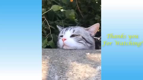 Cute Cats And Funny Dogs Videos Compilation