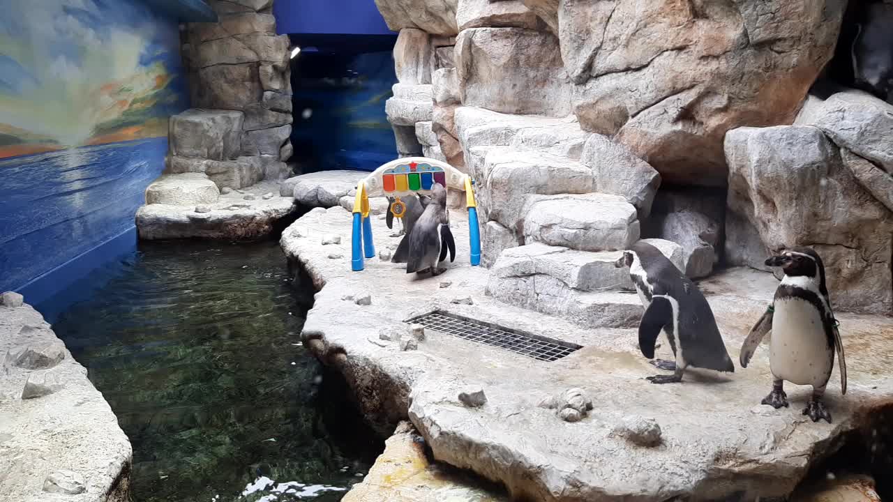 Penguins At The zoo