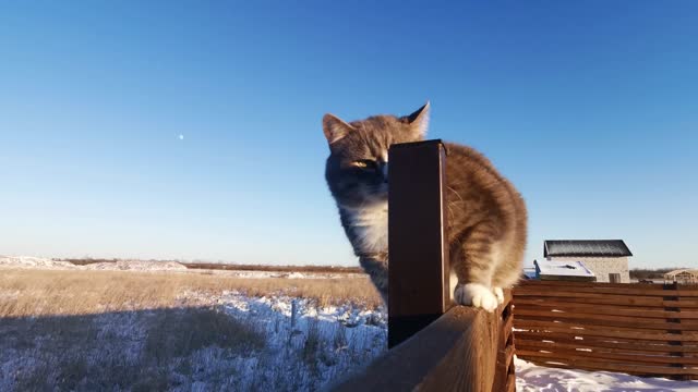 BROWN CUTE CAT PLAYING 🐱