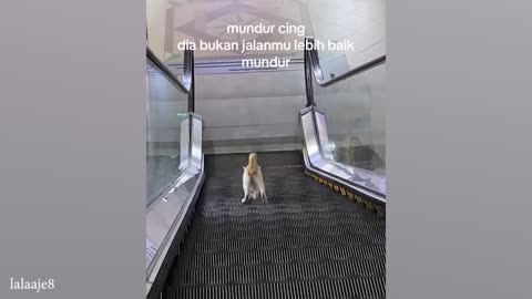 Funny Animals Video | 4