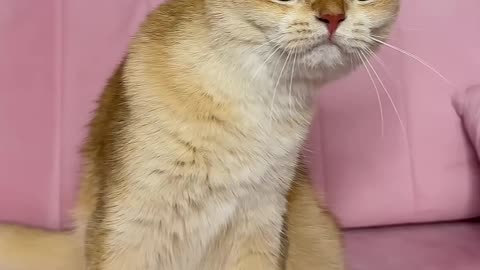 princesses cat