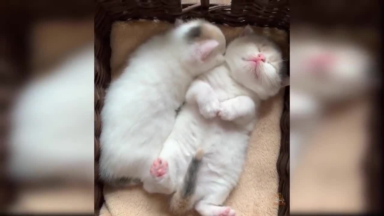 Baby Cats - Cute and Funny Cat Videos _5