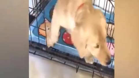 Funny Dog/Cat Reactions to Cutting Cake!!