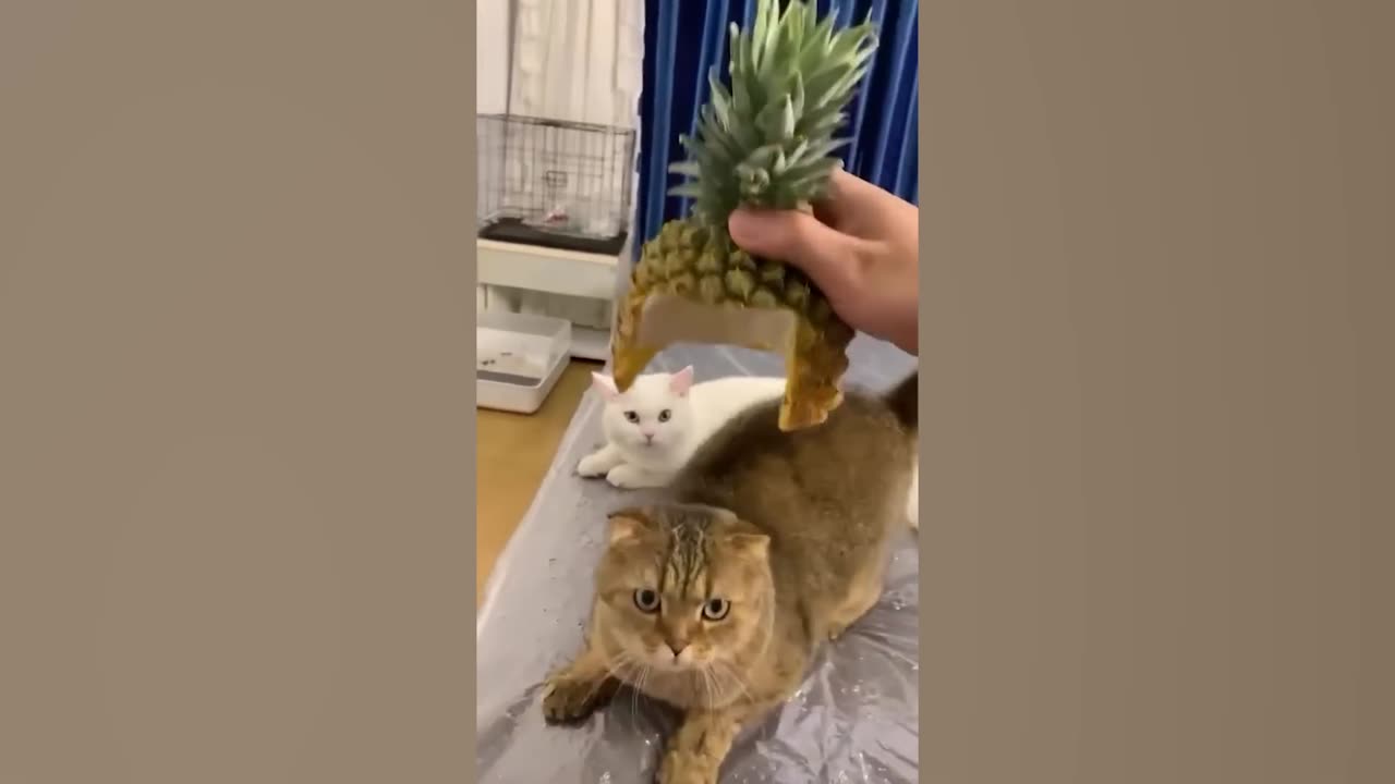 Funniest Animals ๐ New Funny Cats and Dogs Videos ๐น๐ถ