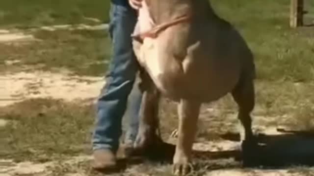 Pitbull gigante #shorts