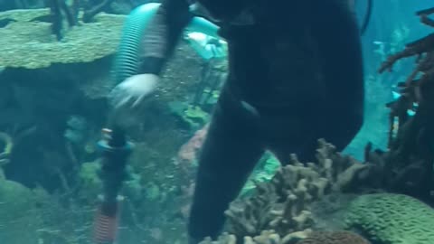 Cleaning a large aquarium