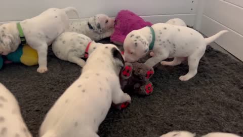 Dalmatian Puppy play with toys for the first time