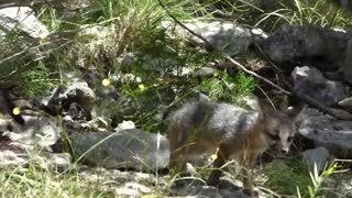 Baby Foxes in action