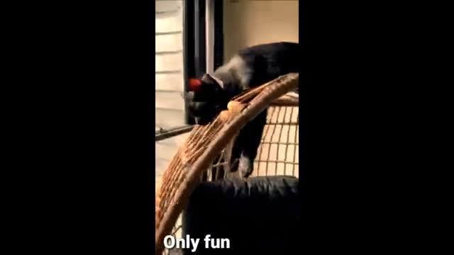 Funny animals videos 2022 funny cats and dogs videos