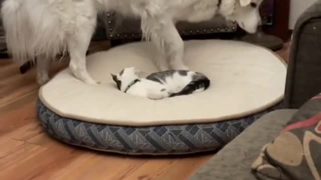 This is my spot - Funny Cat and Dog video #Shorts